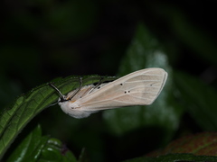 Creatonotos transiens vacillans