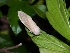 Creatonotos transiens vacillans