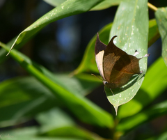 Consul electra electra