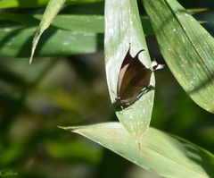 Consul electra electra