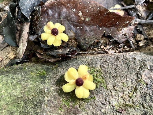 South-Asian kadsura (Kadsura heteroclita)