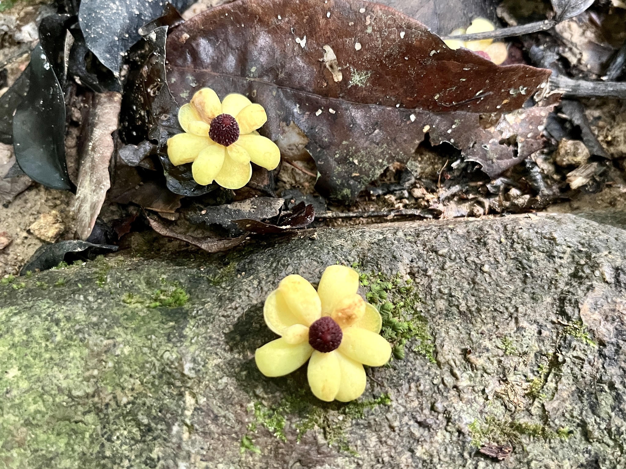 South-Asian Kadsura (Kadsura heteroclita)