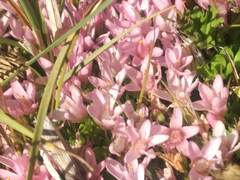 Lysimachia buxifolia