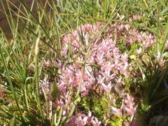 Lysimachia buxifolia