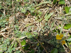 Crotalaria similis