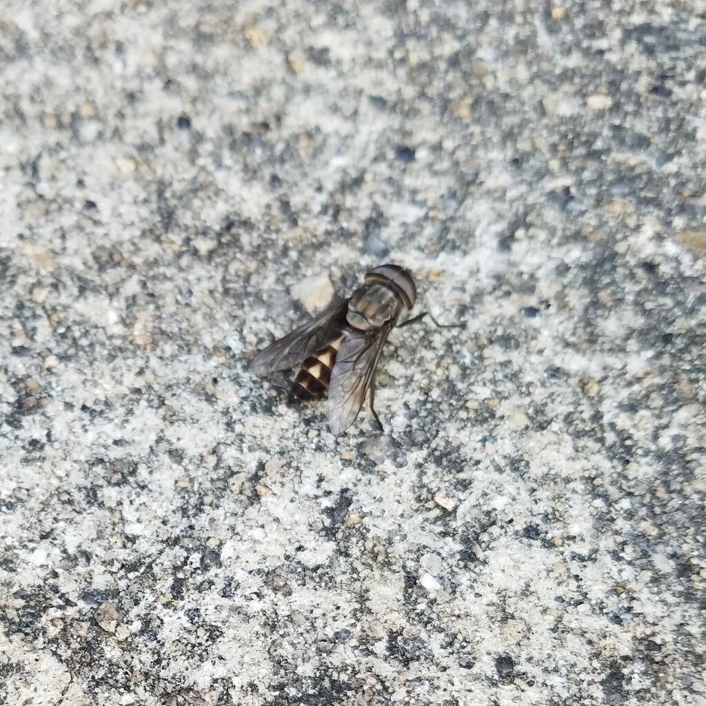 Tabanus melanocerus