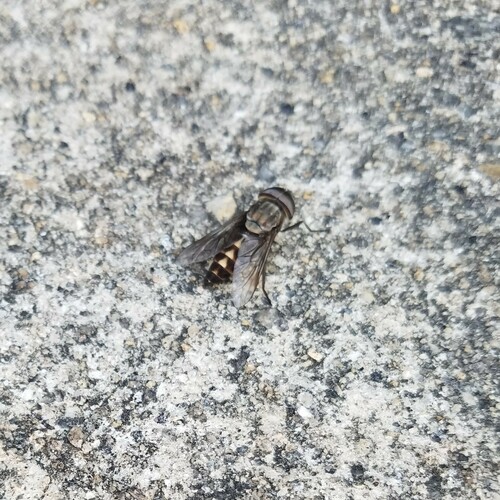 Tabanus melanocerus