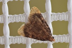 Aglossa