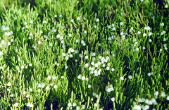Cassiope redowskii