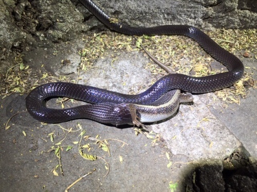 Photo of a Flat-snouted Wolf Snake (Lycophidion depressirostre)
