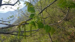 Juglans mollis