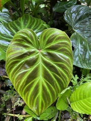 Philodendron verrucosum image