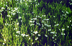 Cassiope redowskii