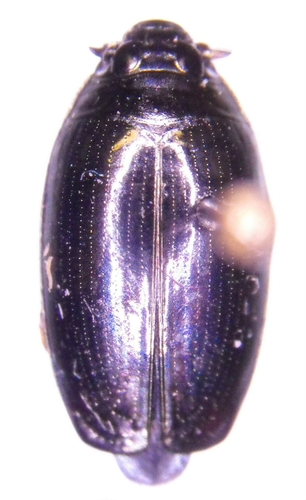 Allied Whirligig Beetle