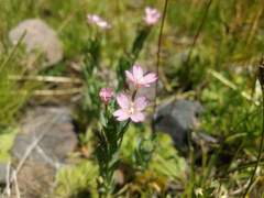 Epilobium nivale