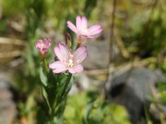 Epilobium nivale