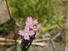 Epilobium nivale