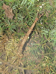 Acanthoxyla geisovii