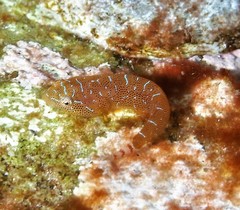 Cochleoceps orientalis