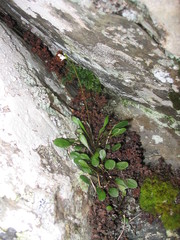 Cardamine dimidia