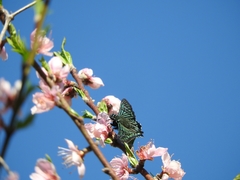 Phocides urania urania