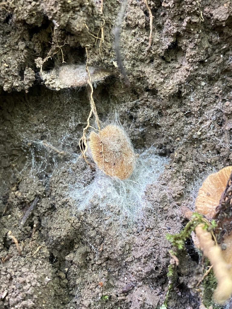 Syzygites megalocarpus in August 2023 by jim · iNaturalist