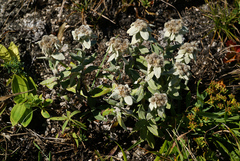 Leontopodium palibinianum