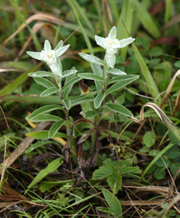 Leontopodium palibinianum