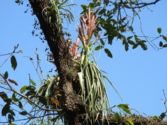 Tillandsia parryi