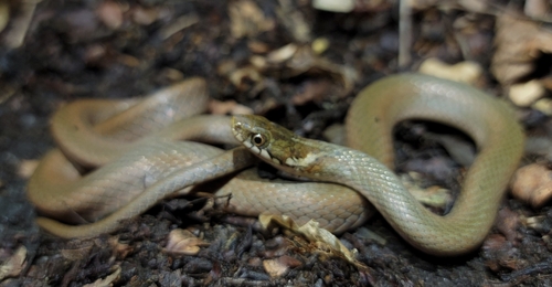 Japanese Keelback