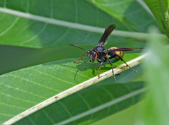 Polistes tenebricosus