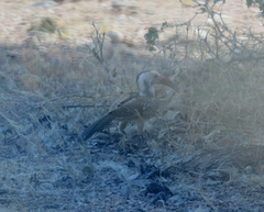 Tockus damarensis