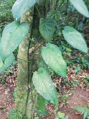 Syngonium chiapense