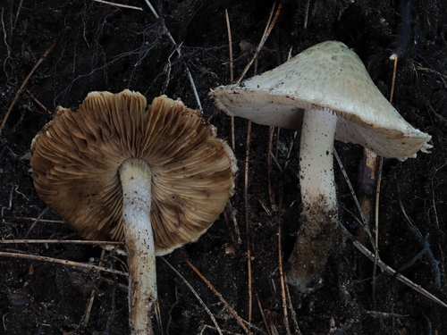Inocybe