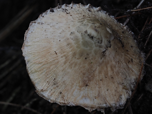 Inocybe (Photo 2 of 5)