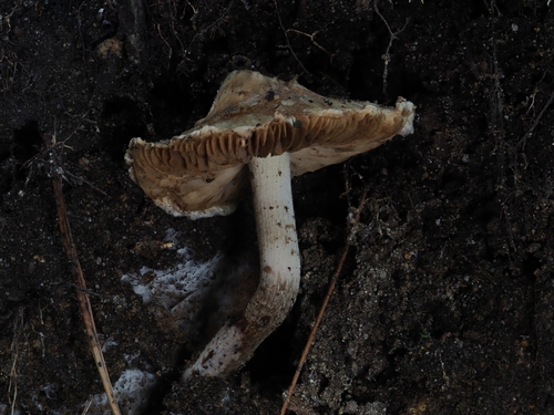 Inocybe (Photo 3 of 5)