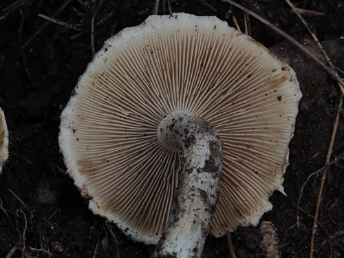 Inocybe (Photo 4 of 5)