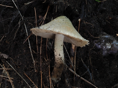 Inocybe (Photo 5 of 5)