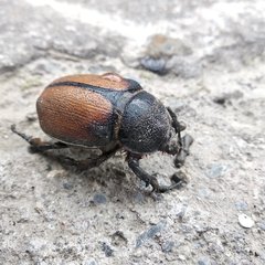 Coleoptera