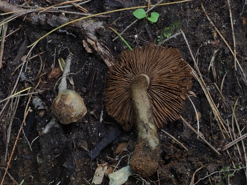 Inocybe