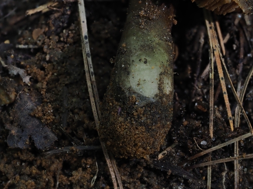 Inocybe (Photo 2 of 9)