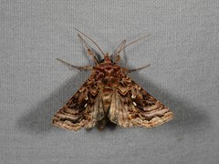 Autographa mappa