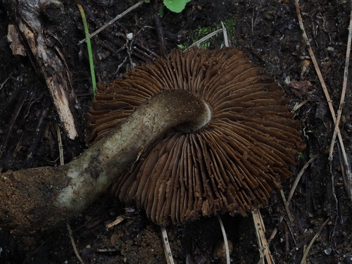 Inocybe (Photo 3 of 9)