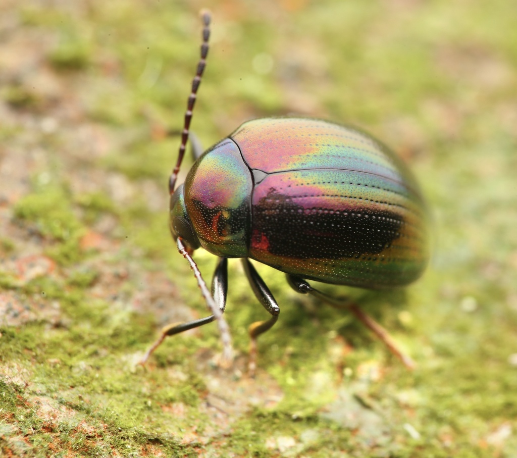 Amarygmus malaccanus from Singapore on December 25, 2021 at 04:23 PM by ...