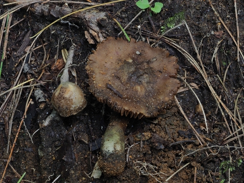 Inocybe (Photo 4 of 9)