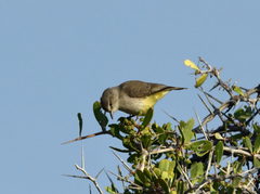 Prinia flavicans