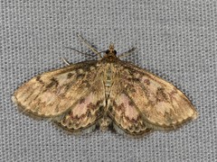 Anania tertialis