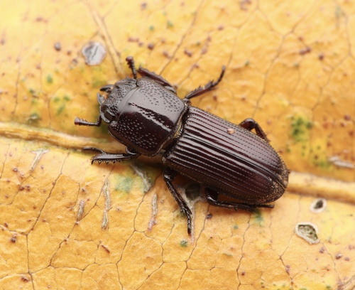 Figulus delicatus · iNaturalist United Kingdom