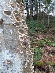 Bjerkandera adusta image