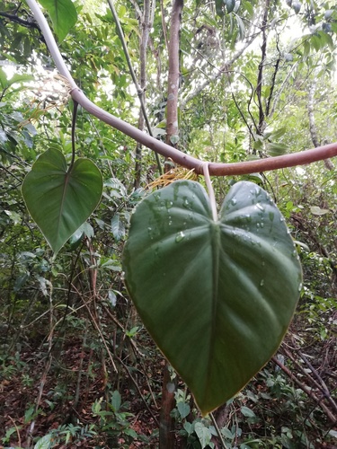 Philodendron hederaceum